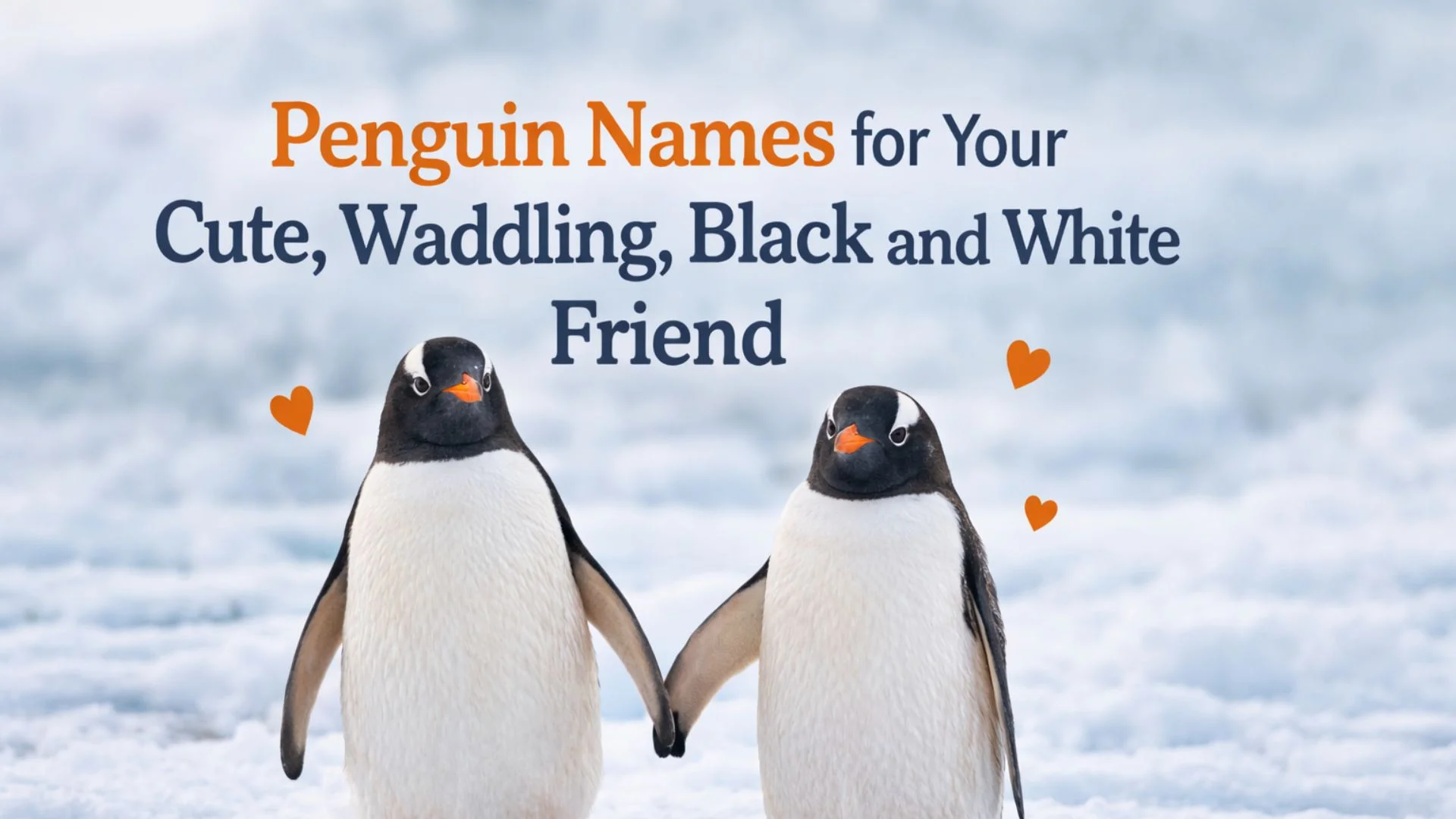 Penguin Names for Your Cute, Waddling, Black and White Friend